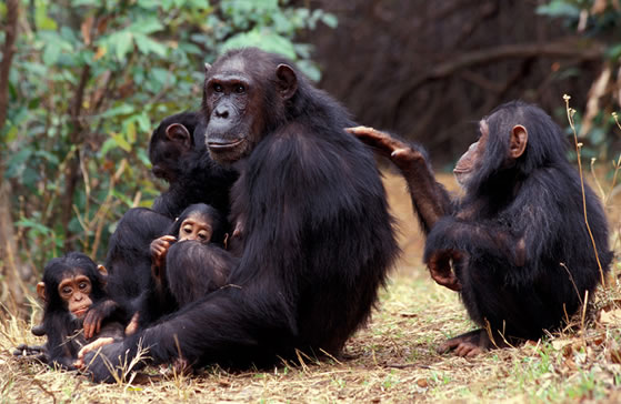 Kenya Safari Tours Packages |16-Days Kenya Wildlife Safari